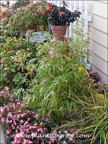 This is a 2-3 foot Sunset Glow Bamboo I planted in 2010.  It is in a protected spot and gets some sun. Since it around lots of garden and potted annuals, it will get additional water.